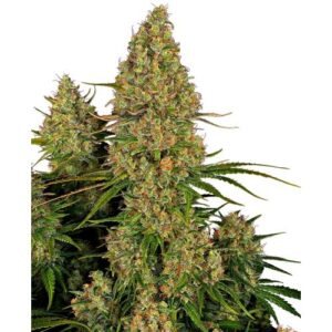 STICKY ORANGE XXL AUTO- SENSI SEEDS