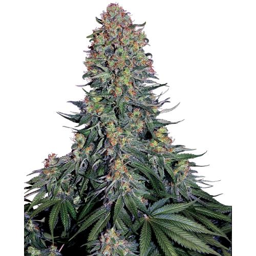 BLUE SKUNK FEM- SENSI SEEDS