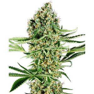 CRITICAL RUNTZ FEM- SENSI SEEDS