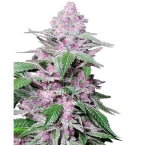PURPLE COOKIE KUSH FEM- SENSI SEEDS