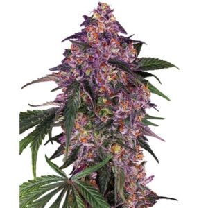 SENSI PURPLE KUSH FEM- SENSI SEEDS