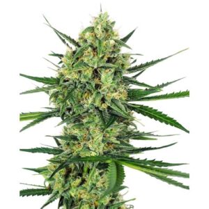 TANGERINE SUGAR FEM 5 SEMI- SENSI SEEDS