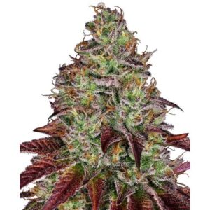 TEZLA OG FEM- SENSI SEEDS