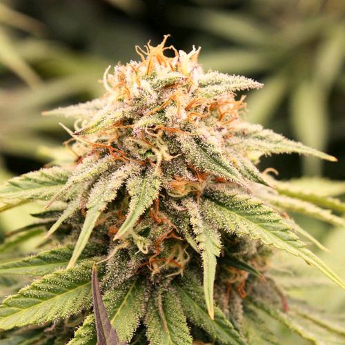 PRIZMATIC FEM 3 SEMI- HUMBOLDT SEED ORGANIZATION