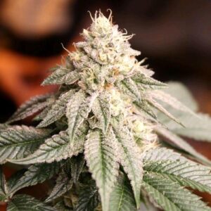 SUNSET BRIDE FEM- HUMBOLDT SEED ORGANIZATION