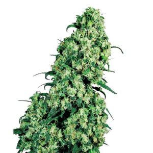 SKUNK #1 FEM- SENSI SEEDS