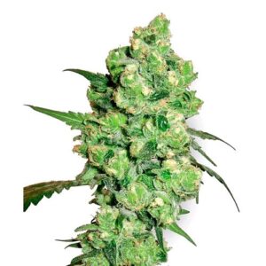 SUPER SKUNK FEM 3 SEMI- SENSI SEEDS