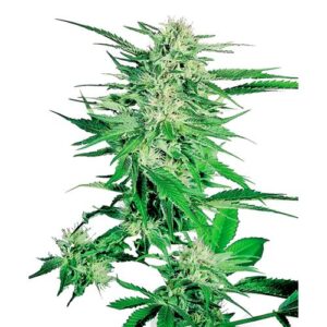 BIG BUD FEM- SENSI SEEDS