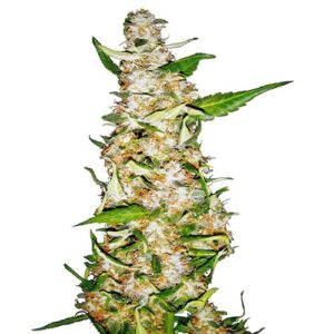 SKUNK #1 AUTO 10 SEMI- SENSI SEEDS