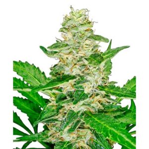 SUPER SKUNK AUTO- SENSI SEEDS