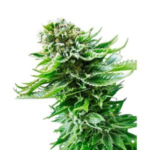 NORTHERN LIGHTS AUTO 10 SEMI- SENSI SEEDS