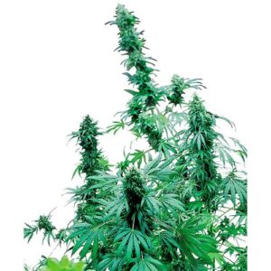 EARLY SKUNK FEM 25 SEMI- SENSI SEEDS