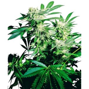 SKUNK KUSH FEM 3 SEMI- SENSI SEEDS