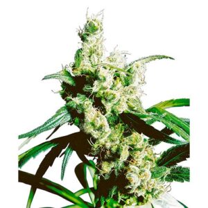 SILVER HAZE REGOLARE 10 SEMI- SENSI SEEDS