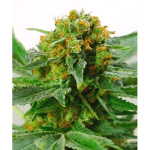 JACK HERER REGOLARE 10 SEMI- SENSI SEEDS
