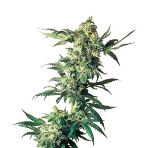 NORTHERN LIGHTS FEM- SENSI SEEDS