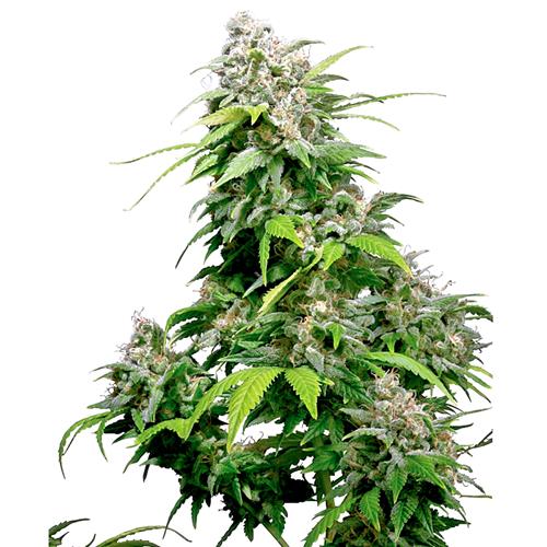 CALIFORNIA INDICA REGOLARE 10 SEMI- SENSI SEEDS