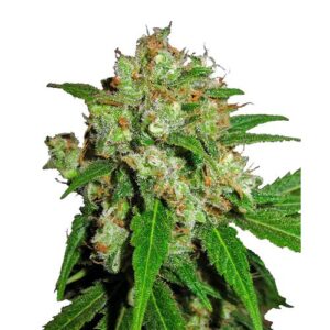 SENSI SKUNK FEM- SENSI SEEDS