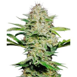 SENSI SKUNK AUTO 5 SEMI- SENSI SEEDS