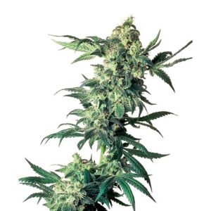 NORTHERN LIGHTS REGOLARE 10 SEMI- SENSI SEEDS