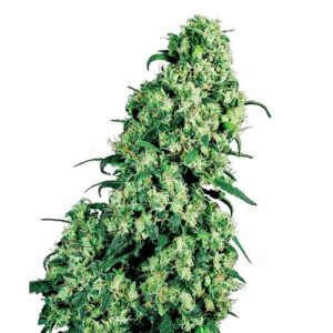 SKUNK #1 REGOLARE 10 SEMI- SENSI SEEDS
