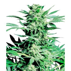 SHIVA SKUNK FEM- SENSI SEEDS