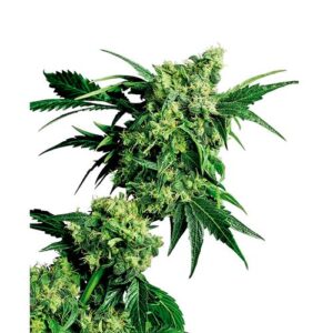 MR. NICE G13 X HASH PLANT REGOLARE 10 SEMI- SENSI SEEDS