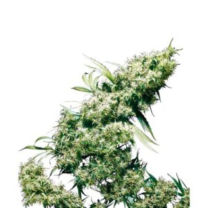 JAMAICAN PEARL REGOLARI 10 SEMI- SENSI SEEDS