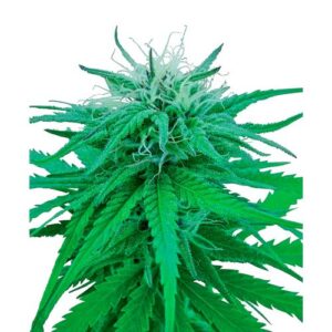 RUDERALIS INDICA REGOLARE 10 SEMI- SENSI SEEDS
