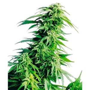 HINDU KUSH FEM 10 SEMI- SENSI SEEDS