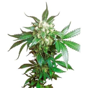 BLACK DOMINA FEM- SENSI SEEDS