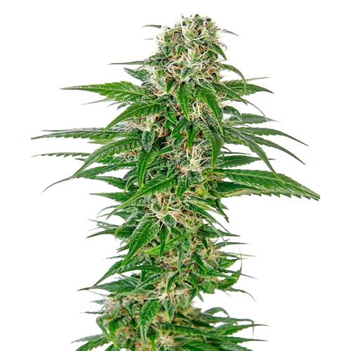 EARLY SKUNK AUTO- REDUX SERIES- SENSI SEEDS