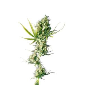 DURBAN FEM- REDUX SERIES- SENSI SEEDS