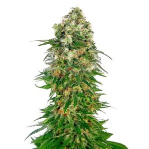 SHIVA SKUNK AUTO- REDUX SERIES- SENSI SEEDS