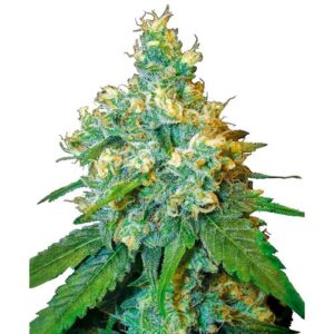 JACK HERER FEM- REDUX SERIES- SENSI SEEDS
