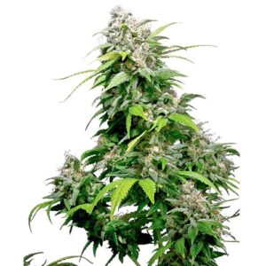 CALIFORNIA INDICA FEM- REDUX SERIES- SENSI SEEDS