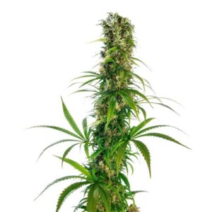 MICHKA REGOLARE LIMITED EDITION 10 SEMI- SENSI SEEDS