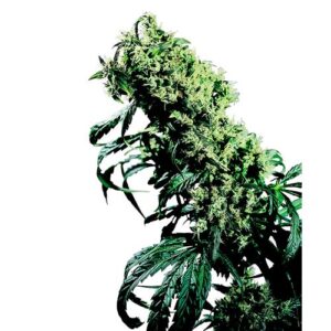 NORTHERN LIGHTS #5 X HAZE FEM- SENSI SEEDS