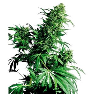 SHIVA SHANTI REGOLARE 10 SEMI- SENSI SEEDS
