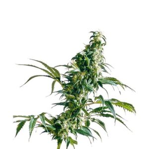 MEXICAN SATIVA FEM- REDUX SERIES- 10 SEMI- SENSI SEEDS