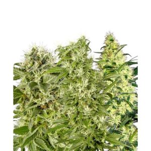 MIX FEMMINIZZATE 10 SEMI- SENSI SEEDS