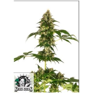 COBALT HAZE (EX SENSI #11)- SENSI SEEDS