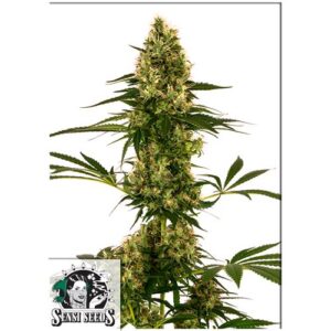 BLUE BULLET AUTO (EX SENSI #119 AUTO)- SENSI SEEDS