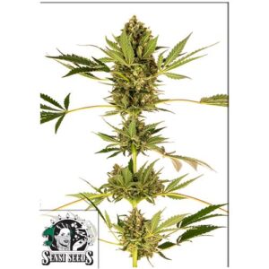 HIMALAYAN CBD (EX SENSI #49)- SENSI SEEDS