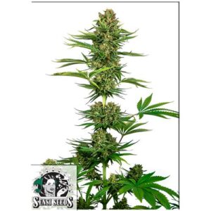 SATIN BLACK DOMINA CBD (EX SENSI #743) 3 SEMI- SENSI SEEDS