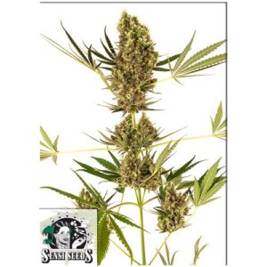 ALPINE DELIGHT CBD AUTO (EX SENSI #41)- SENSI SEEDS
