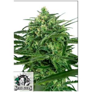 SENSI AMNESIA- SENSI SEEDS