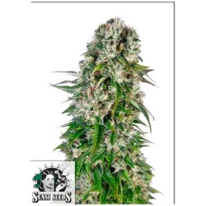 BIG BUD AUTO- REDUX SERIES- SENSI SEEDS