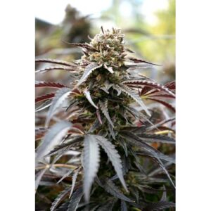 WHITE RUNTZ FAST- HUMBOLDT SEED ORGANIZATION