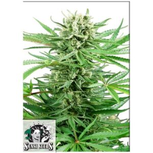 PAPI CHULO OG FEM 3 SEMI- SENSI SEEDS